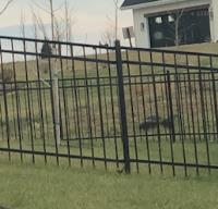 Wrought Iron Fence of Madison image 4